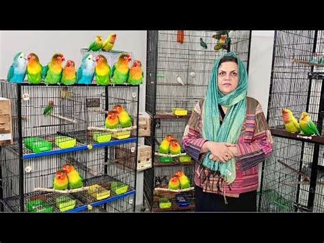 Lady Birds Farmer Visit Birds Breeding Setup In Lahore LoveBird