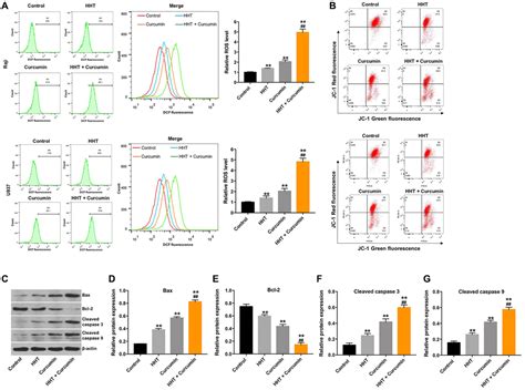 Curcumin In Combination With Homoharringtonine Suppresses Lymphoma Cell