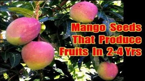 Polyembryonic Mango Seeds List Of Mango Seeds That Grow Mangoes On 2