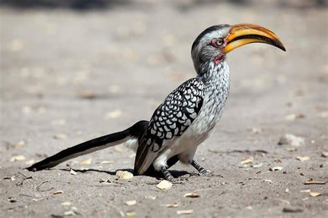 Hornbill ~ Complete Wiki with Photos | Videos