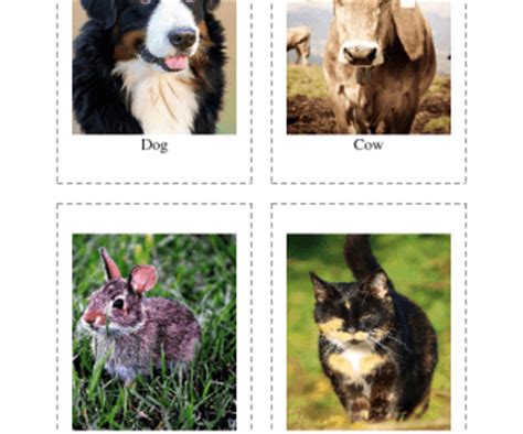 Farm Animals Flashcards