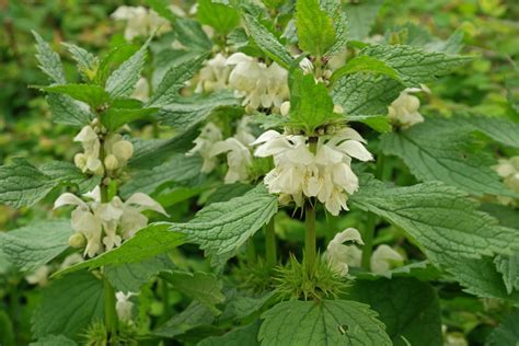 Lamium Album