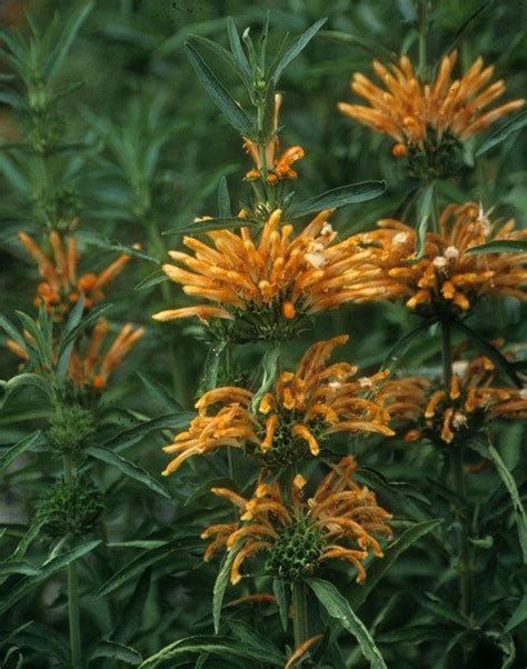 Leonotis leonurus | Plants, Plants to attract hummingbirds, Hummingbird plants