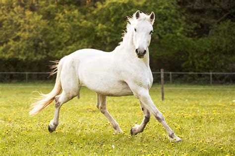 7 Interesting Facts About Lipizzaner Horses