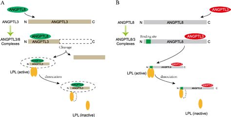 Figure 1 From Regulation Of Angiopoietin Like Protein 8 Expression