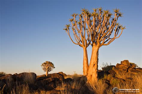 K Cherbaum Aloe Dichotoma Quiver Tree Or Kokerboom Namibia