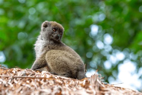 What Animals Live In Bamboo Forests