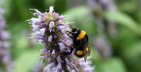 How To Create A Bee Friendly Garden To Support Pollinators Howtotron