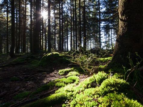 Edelbr Nde Und Lik R Der Alde Gott Edelbr Nde Schwarzwald Eg