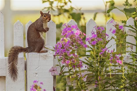 Garden Squirrel Photograph by Rachel Morrison - Fine Art America