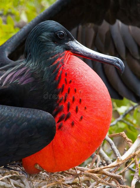 Retrato De La Fragata Rojo Hinchada Las Islas De Las Islas Gal Apagos