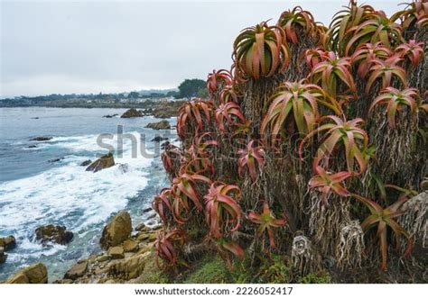 Aloe Arborescens Torch Aloe On Beach Stock Photo Shutterstock