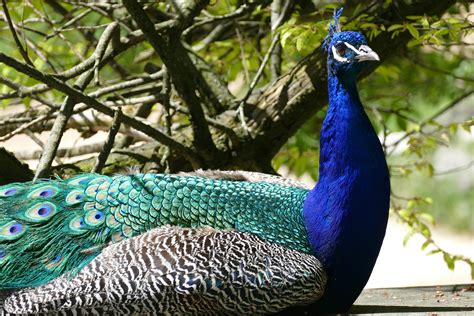 Blue And Green Peacock Free Image Peakpx