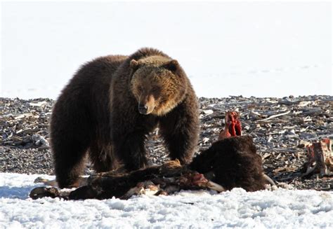 Yellowstone Bears Emerging From Dens - SweetwaterNOW