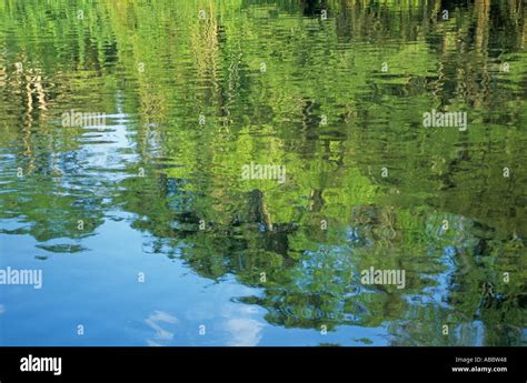 Reflections of the rainforest, Southern Cameroon, Cameroon Stock Photo ...