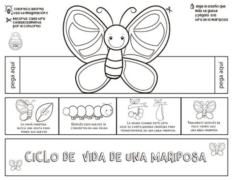 El Ciclo De Vida De Las Mariposas Actividad Paramaestros