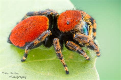 Apache Jumping Spider Phidippus Apacheanus