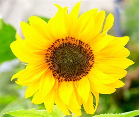 Sunflower Circle Big Yellow Flower Warm Background Reflecting Light