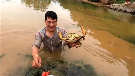 刀仔在養殖場撿漏摸螃蟹，在水裏追著螃蟹跑，抓6只都超過一斤重 Youtube