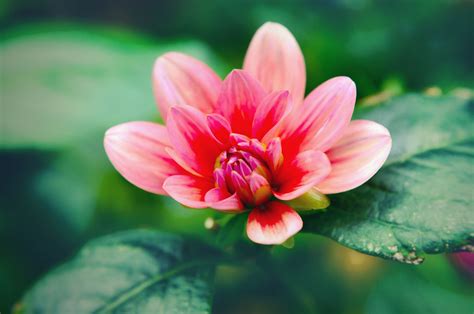 Free Images Nature Blossom Leaf Flower Petal Bloom Green Red