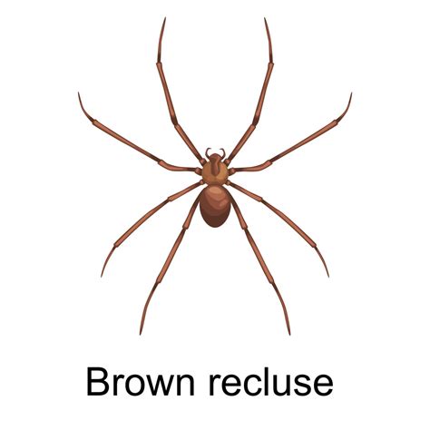 How To Identify Brown Recluse Spiders