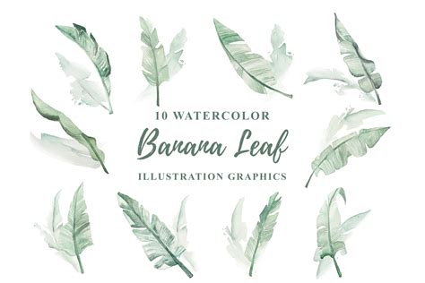 10 Watercolor Banana Leaf Illustration Graphics