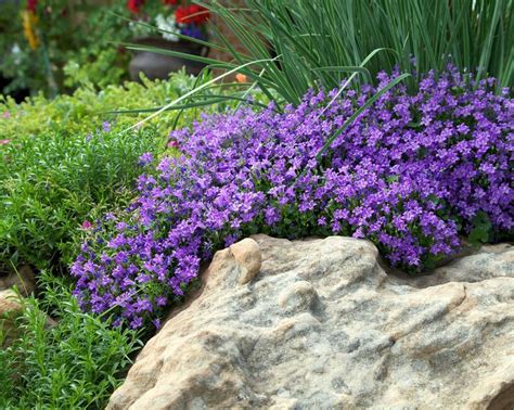 Campanula varieties: 15 top choices | Gardeningetc