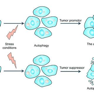 | Dual role of autophagy for therapeutic purposes in cancer. Autophagy ...