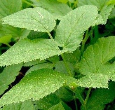 481_800_0_1 | Трава, Засухоустойчивые растения, Лекарственные растения