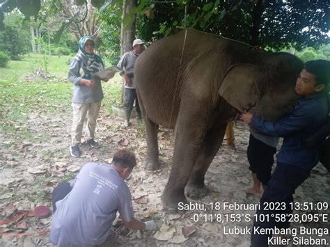 PEMERIKSAAN KESEHATAN RUTIN GAJAH BINAAN FLYING SQUAD TN TESSO NILO