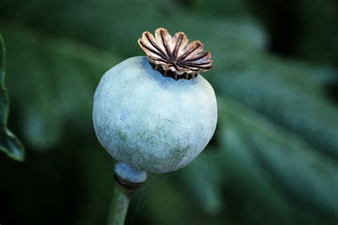 Poppy Seed Head Tommie2 Blipfoto