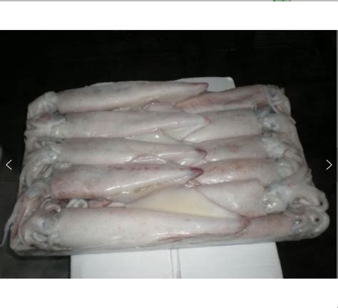 China Frozen Fresh Whole Squid For Sale Buy Quality Frozen Semi Needle Squid Sea Food Squid