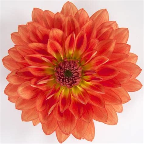 Dalina® Grande Emilio Dahlia Proven Winners