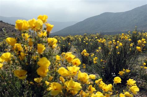 The driest Atacama desert in the world is currently covered by flowers ...