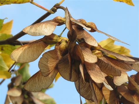 Acer Pseudoplatanus Arbres Fleurs