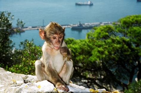 Gibraltar Apes Free Stock Photo | FreeImages