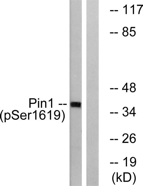 Pin1 Phospho Ser16 Polyclonal Antibody