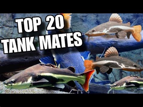 Redtail Catfish Tank Mates Top 20 Redtail Catfish Tank Mates Red