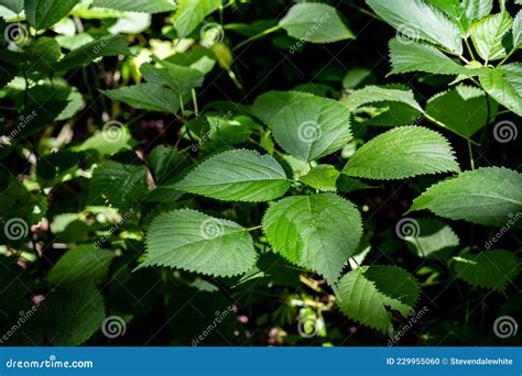 Common Stinging Nettle Plant Found In Shadded Timber Area Stock Photo