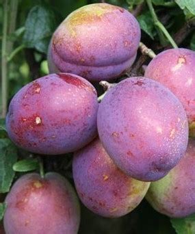 Plum Jubilee Prunus Domestica Jubilaeum Plums Gages Damsons