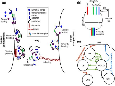 A Schematic Of The Vesicle Transport System Steps Involved In Vesicle