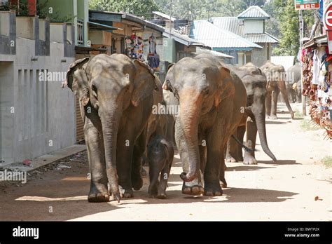 Elephant Elephants Herbivore Herbivores Endangered Indian Elephant Asia Asian Asiatic Mammal