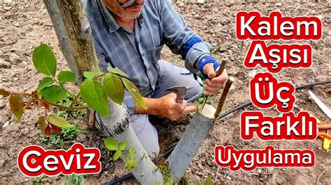 CEVİZ AĞACINA KABUK AŞISI NASIL YAPILIR how to make a shell graft