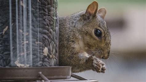 Whatever Happened To Squirrel Boss Bird Feeder After Shark Tank Season 4?