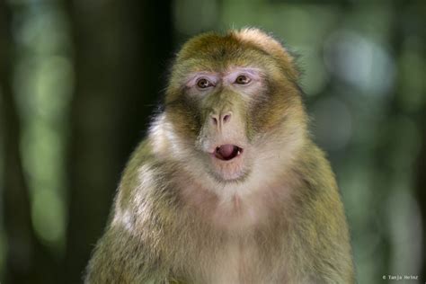 Barbary Macaque Monkeys On The Affenberg Salem