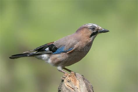 Euraziatische Vlaamse Gaai Glandariuson Een Tak In Het Bos Van Noord