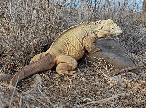 Vulnerable Critically Endangered Galapagos Now