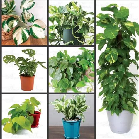 Top 7 Climbers Creepers Plant Pack Nursery Nisarga