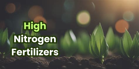 Best Natural High Nitrogen Fertilizers For Your Garden