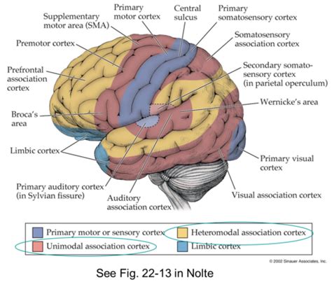 Physiology Flashcards Quizlet